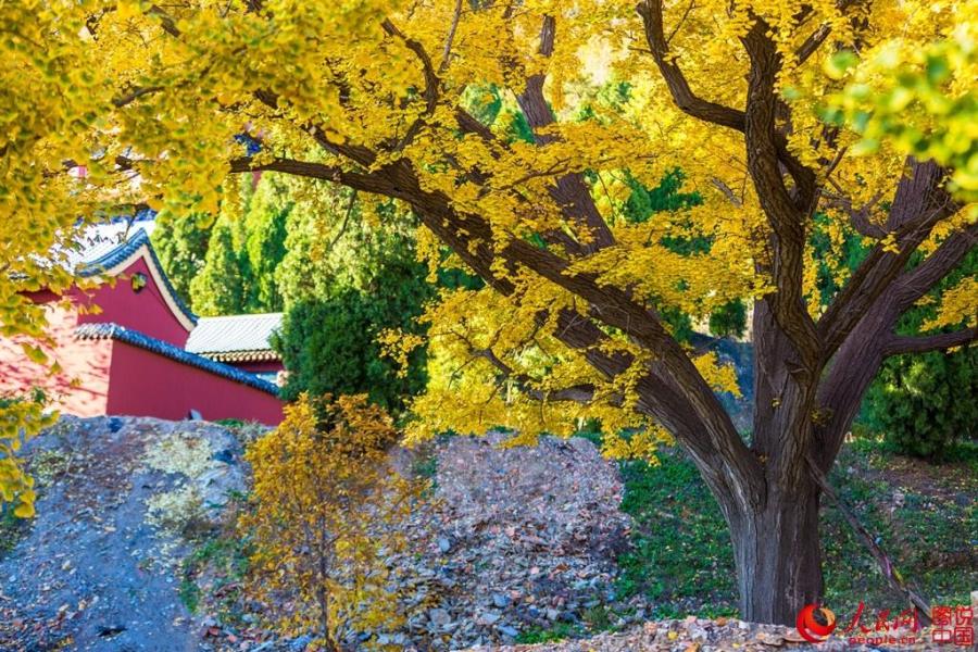 Stunning gift of the season: charming images of ginkgo trees