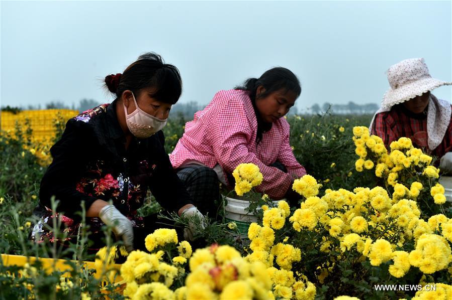 Chrysanthemums harvested in C China's Henan