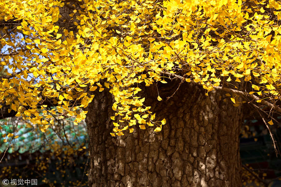 Monks show kung fu stunts under Shaolin Temple tree