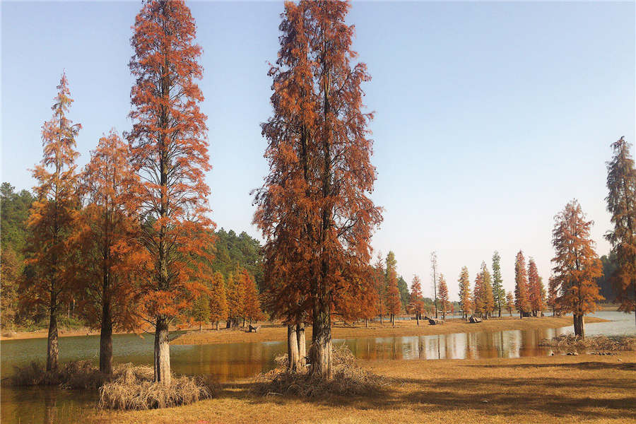 Pond cypresses in an E China's reservoir