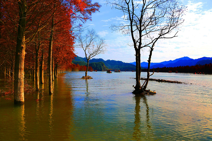 Redwood forest in Anhui shimmers under winter sunlight