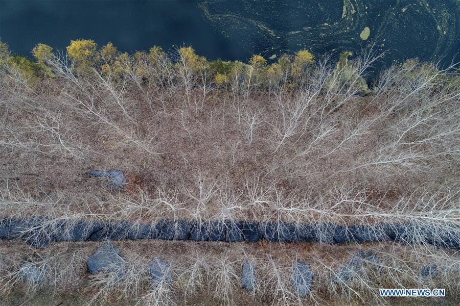 Winter scenery at wetland in E China