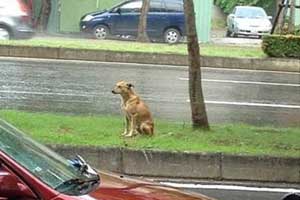 Trending: Dog waits for owner at same spot