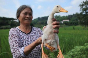 Trending: Duck with extra leg becomes famous