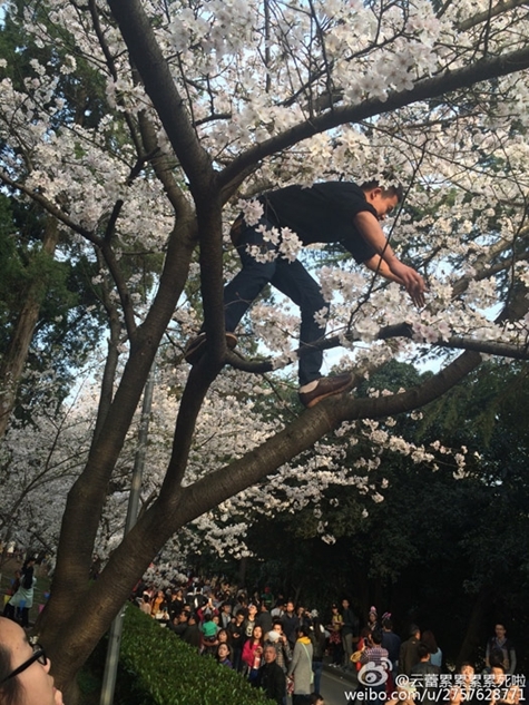 Beautiful cherry blossoms prompt ugly behavior