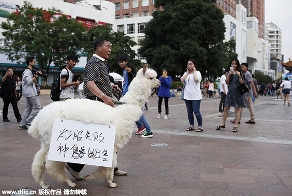 Alpaca is this man's most liquid asset