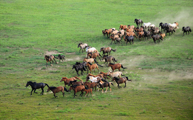 Iron steeds of the steppe