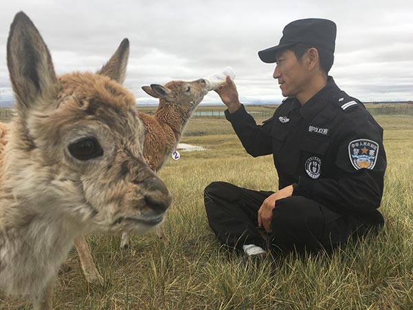 Protecting the antelopes