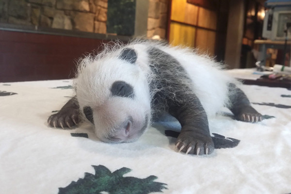 Crowds welcome China's first lady visit to the national zoo