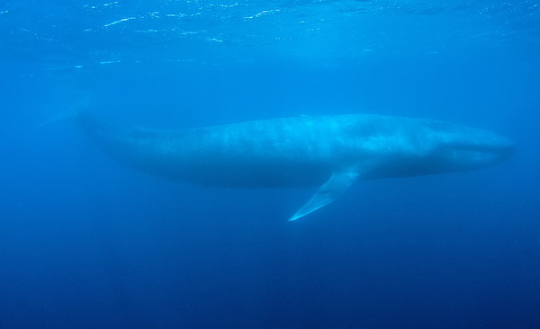 Rare ocean giant making a comeback