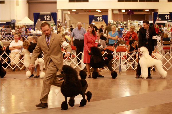 Biggest US dog show opens in Houston