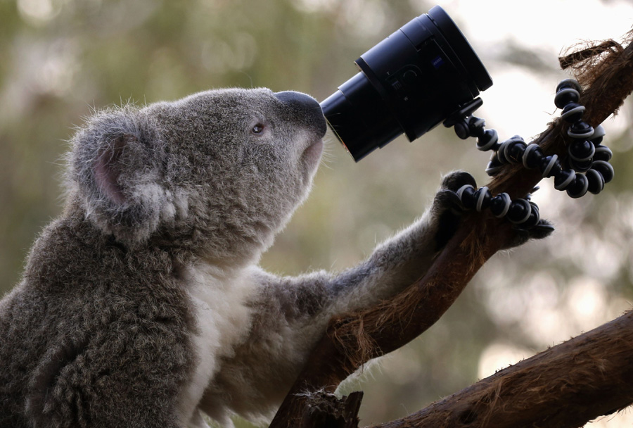 Koala selfie