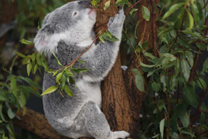 Koala selfie