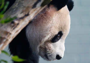 Scottish zoo: 'Bad news' for pregnant giant panda