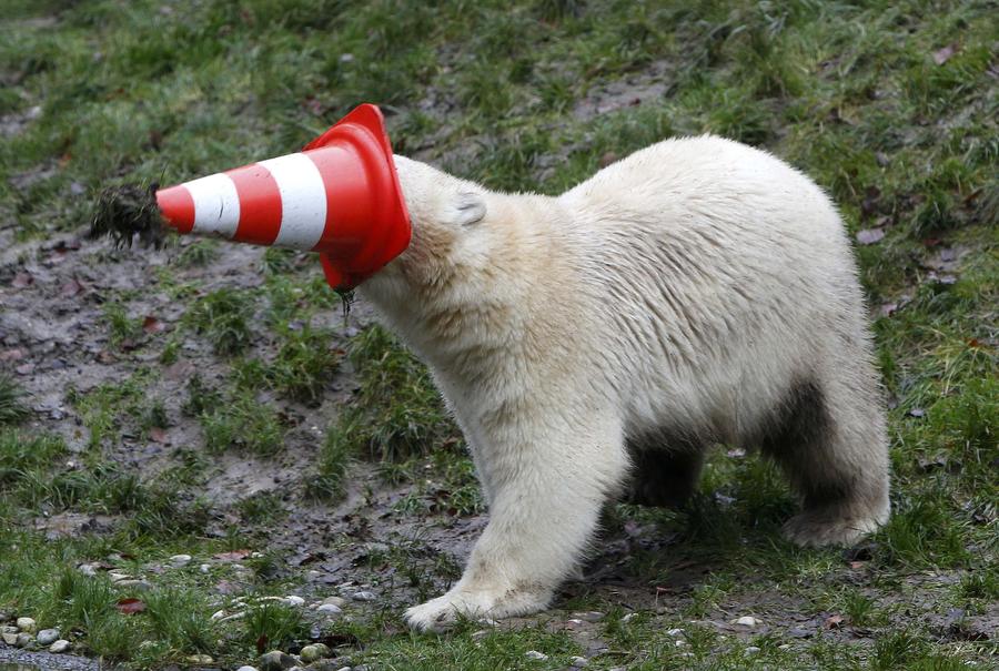 Polar bear twins claw out a birthday