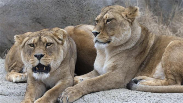 'Behind-the-scenes' visit at Paris Zoological Park