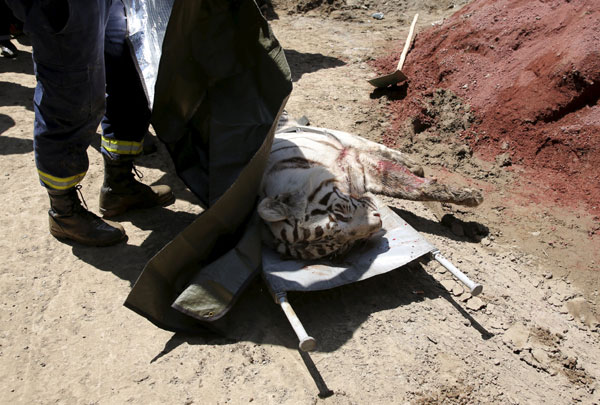 Runaway tiger kills man in Tbilisi after flood damages zoo