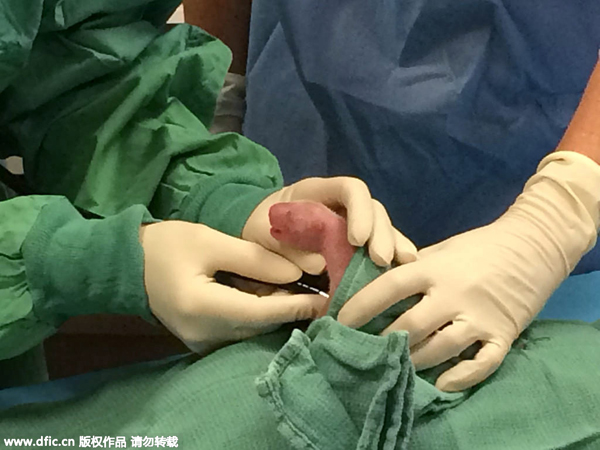 Double happiness as giant panda gives birth to twins in US