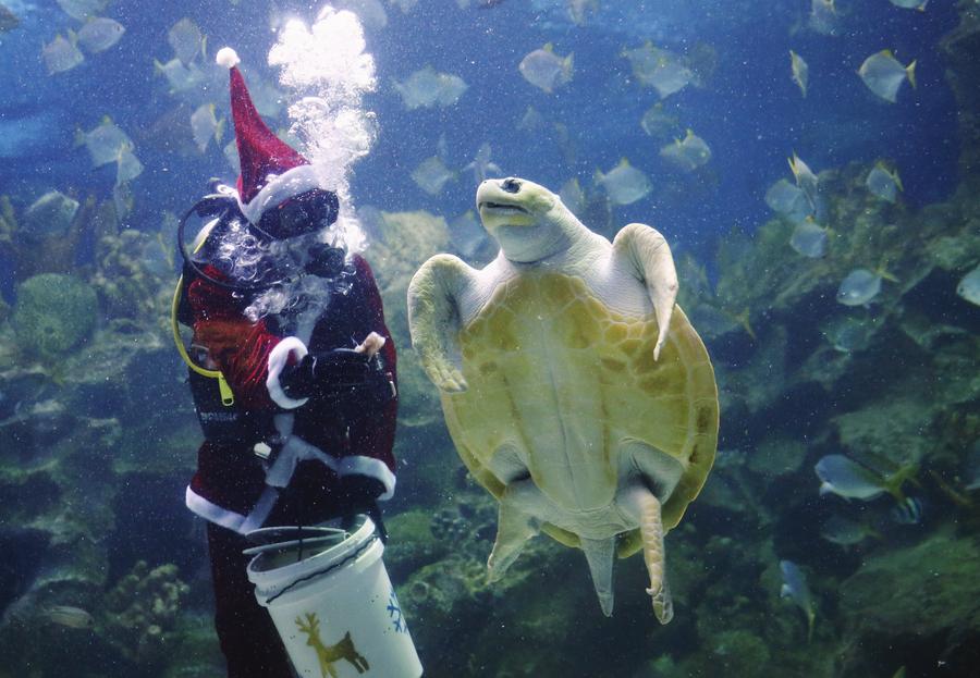 Santa Claus goes diving