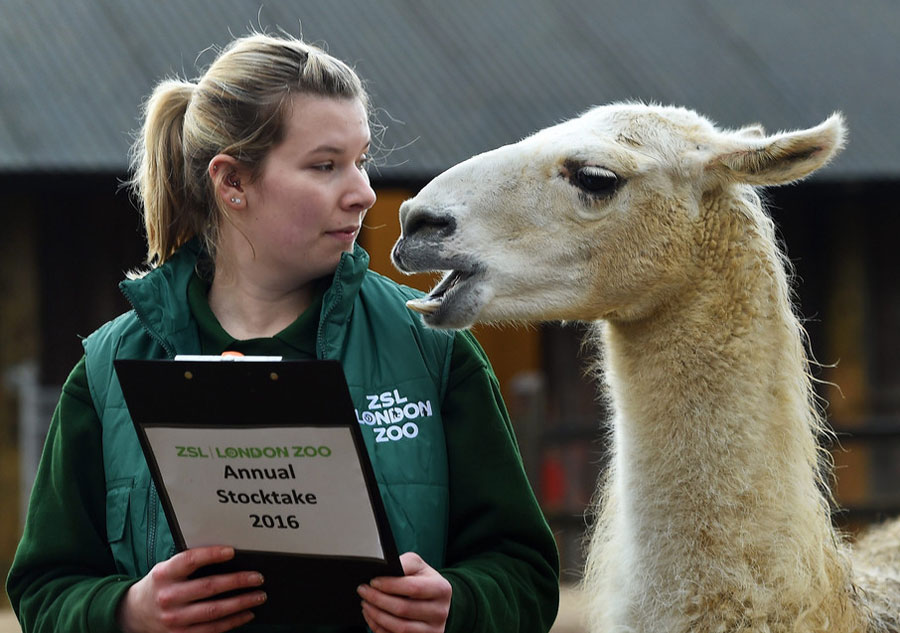 London Zoo starts annual stocktake of animals