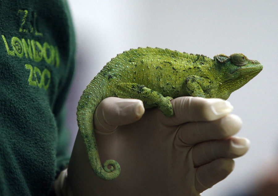 London Zoo starts annual stocktake of animals