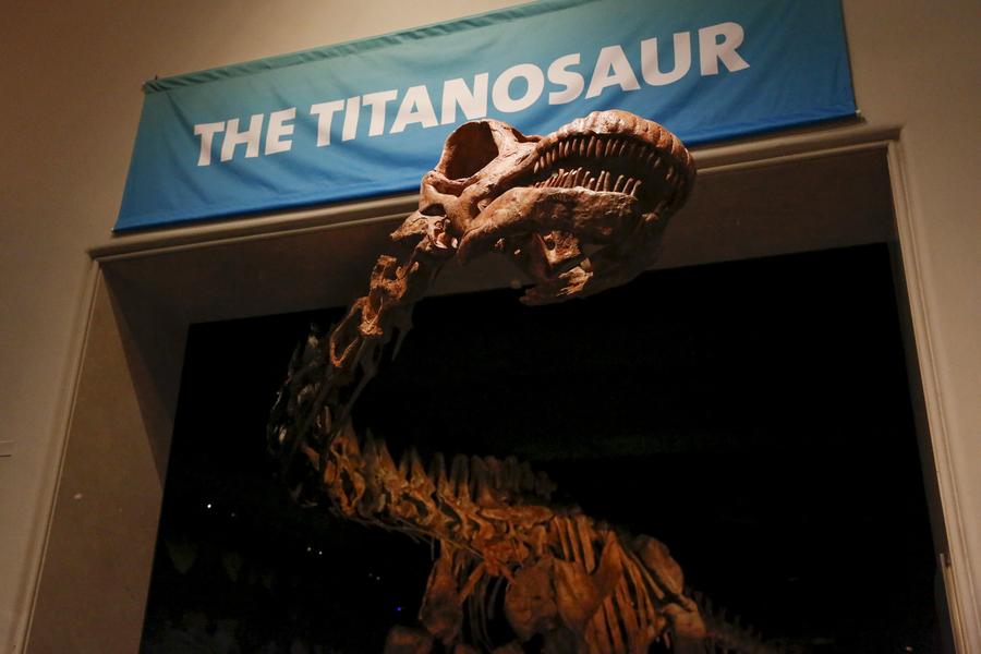 Massive dinosaur skeleton will spill out of hall at NY museum