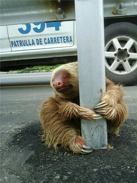 Police officer rescues frightened sloth at corner of busy highway