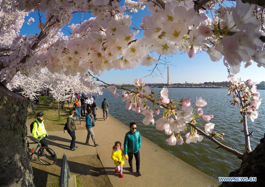 Cherry blossoms in Washington DC