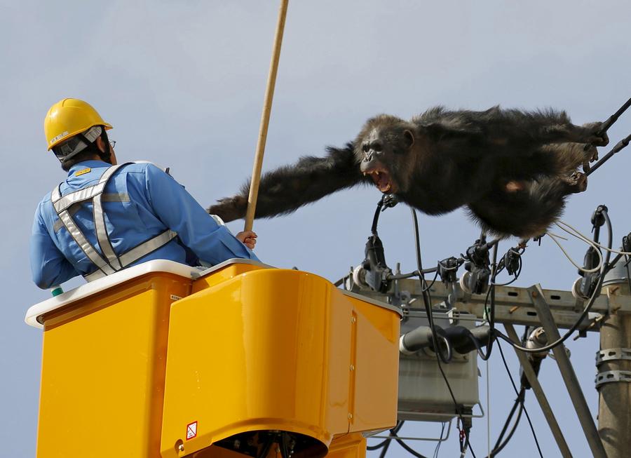 Runaway chimp recaptured in Japan