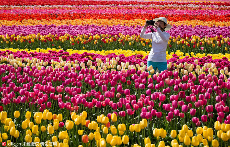 Abbotsford Tulip Festival kicks off in Canada