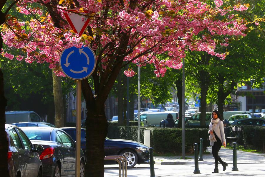 Flowers in full bloom in Brussels, Belgium