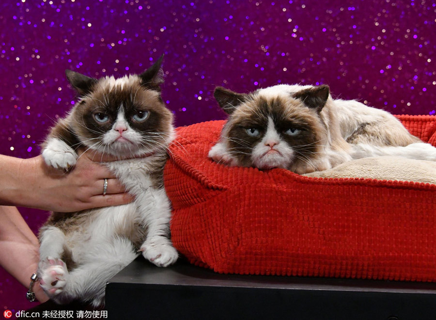 Grumpy Cat welcomes her animatronic figure in Madame Tussauds London