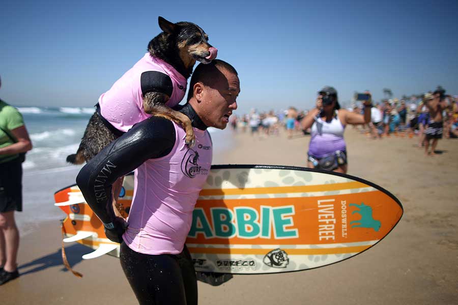 Surf competition goes to the dogs in tandem with owners