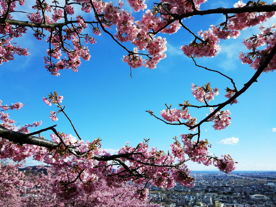 Early flowering cherry blossoms dazzle in Japan