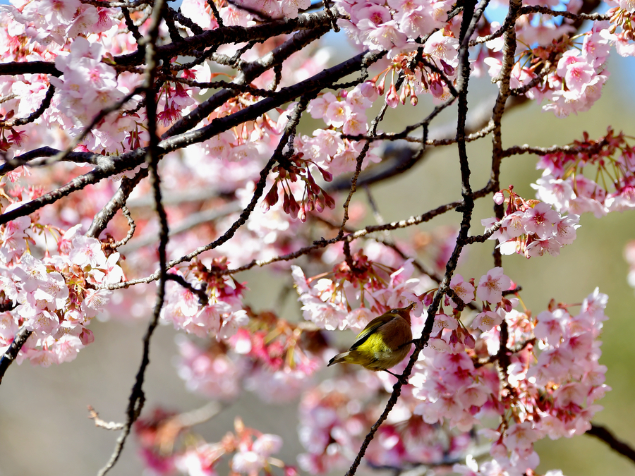 Early flowering cherry blossoms dazzle in Japan