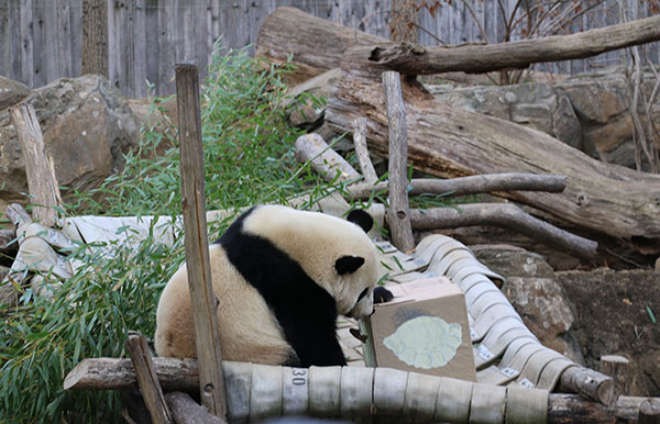 US-born panda bound for China on special flight