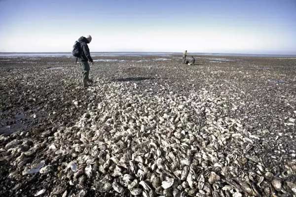 Chinese bombard Denmark with oyster crisis solutions