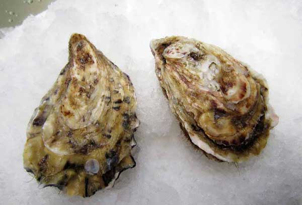 Chinese bombard Denmark with oyster crisis solutions