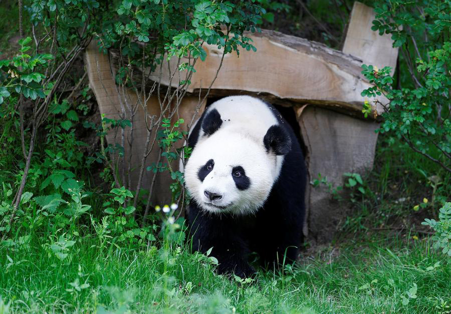 Regal giant pandas greet their subjects