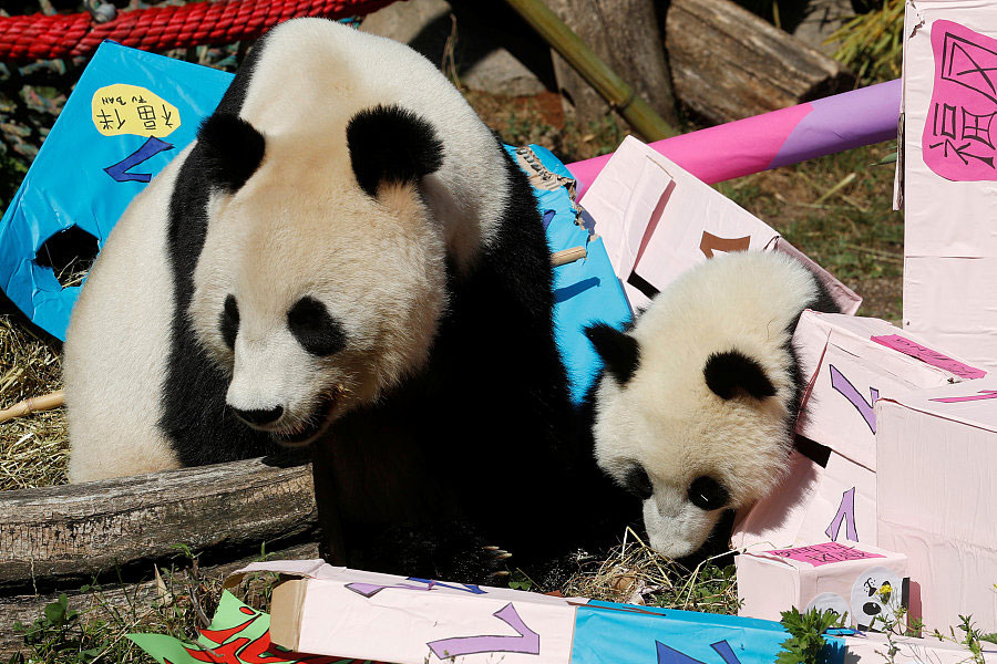 Panda cub poses on its first birthday in Vienna