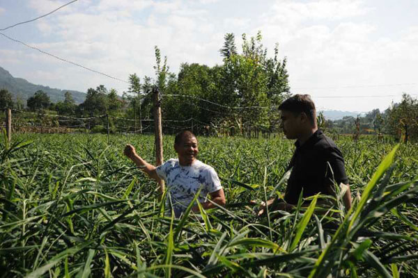 Indian man, Chinese father-in-law run ginger business in Hubei